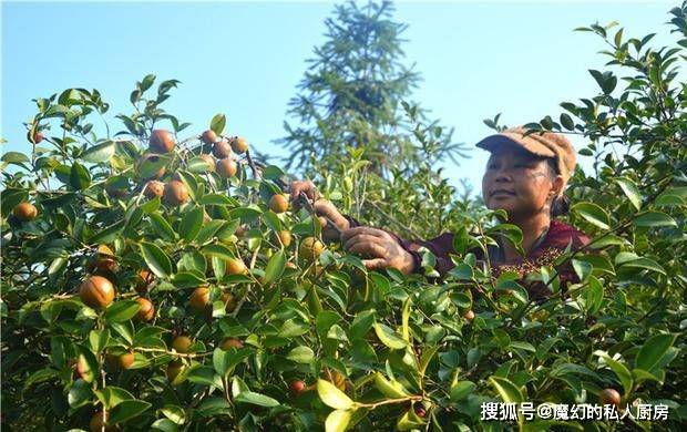 老油茶树采摘要点 84ae731e54274f97a51a4e1197fd7efa.jpeg