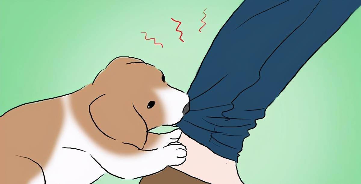 狗为啥突然咬别的狗 94d068dd3dc7498eb2e3b3cbd50a68b6.jpeg