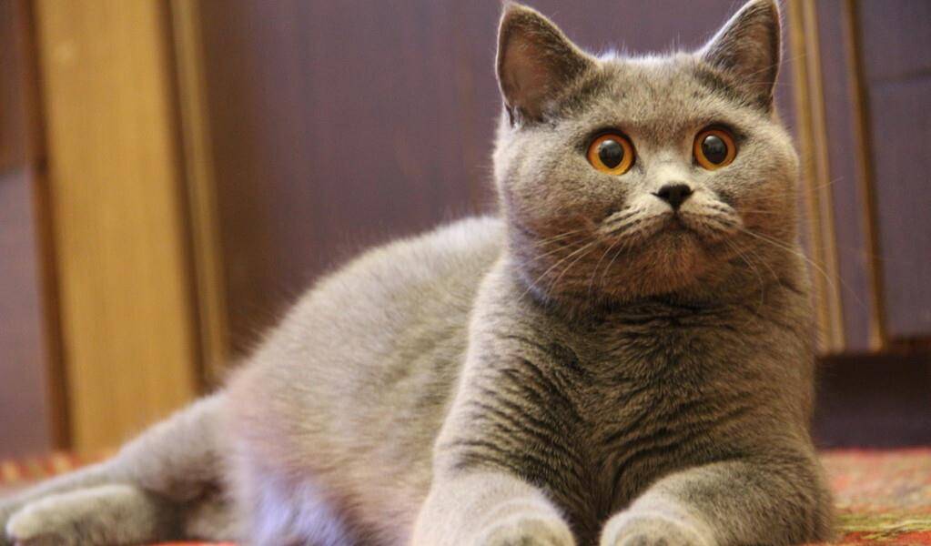 因为|哪些猫咪,新手最好不要养?