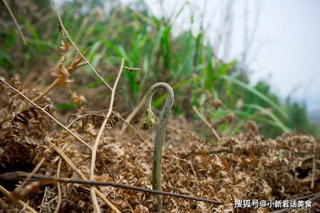 山上的野菜蕨菜图片 feda915759fa48f4b7619c52c3afb45e.jpeg