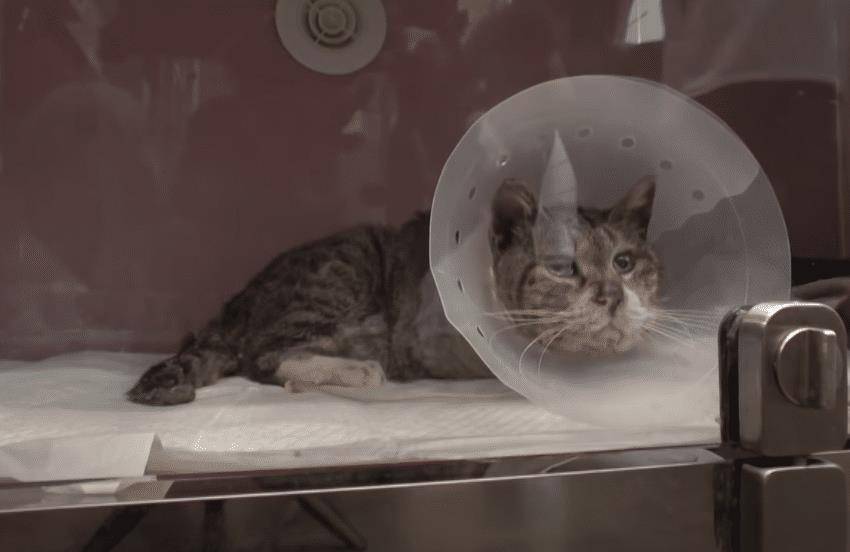 因为|霸道狸花猫被管子卡住脖子，4年来反被同类欺负，顿顿只能吃剩食