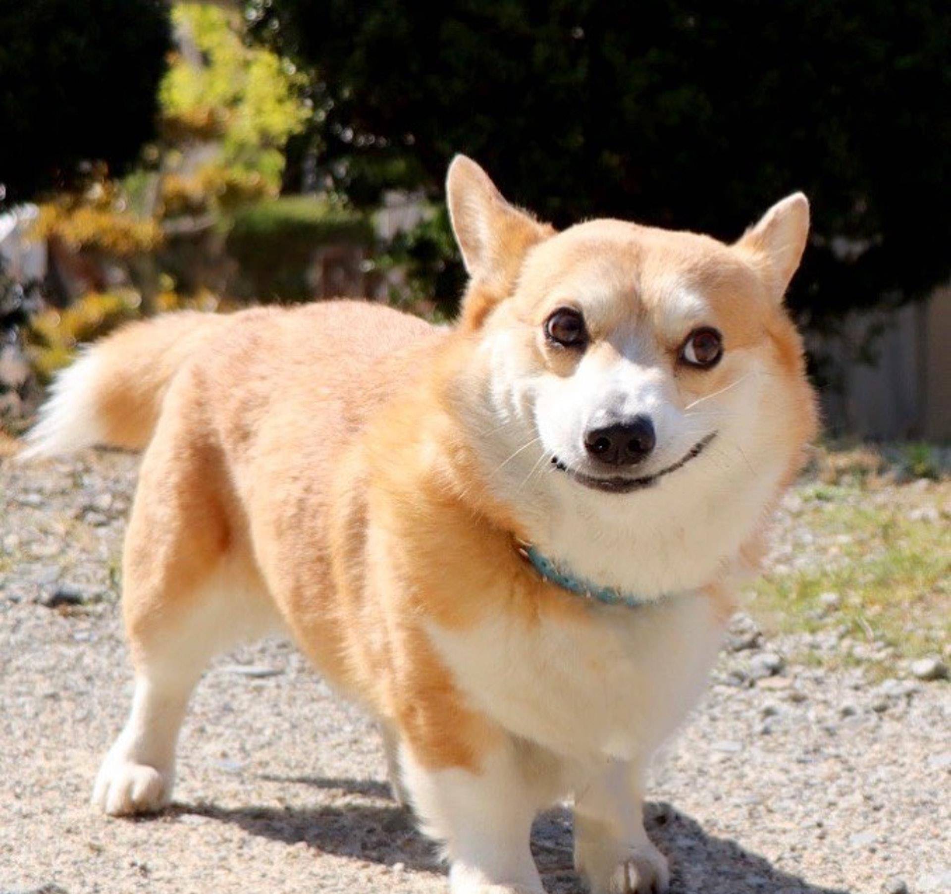 Gen|表情包柯基不敌病魔，5年来一直分享快乐！主人：开心送它离开