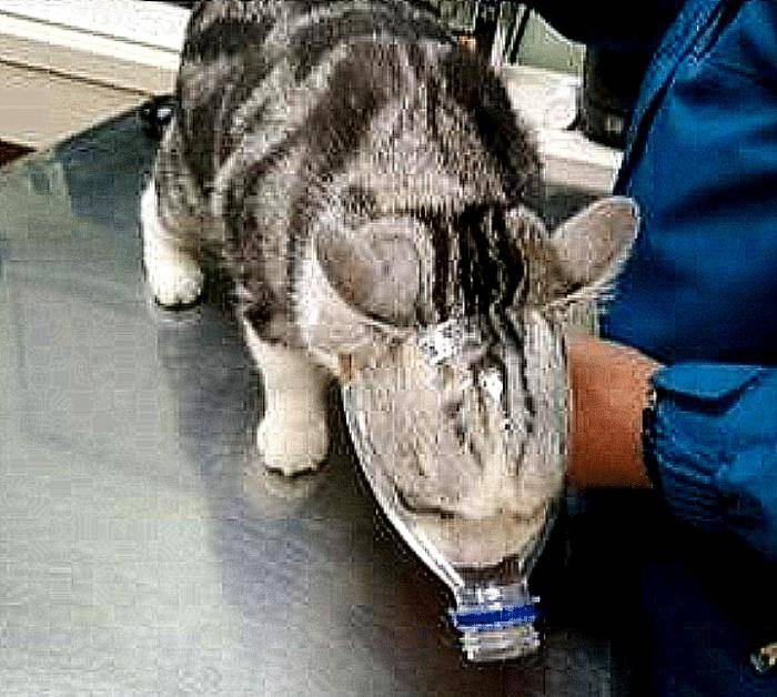 怎么给猫咪洗澡不会被咬 2653b284d3b44283a15cf7218375fb89.jpeg