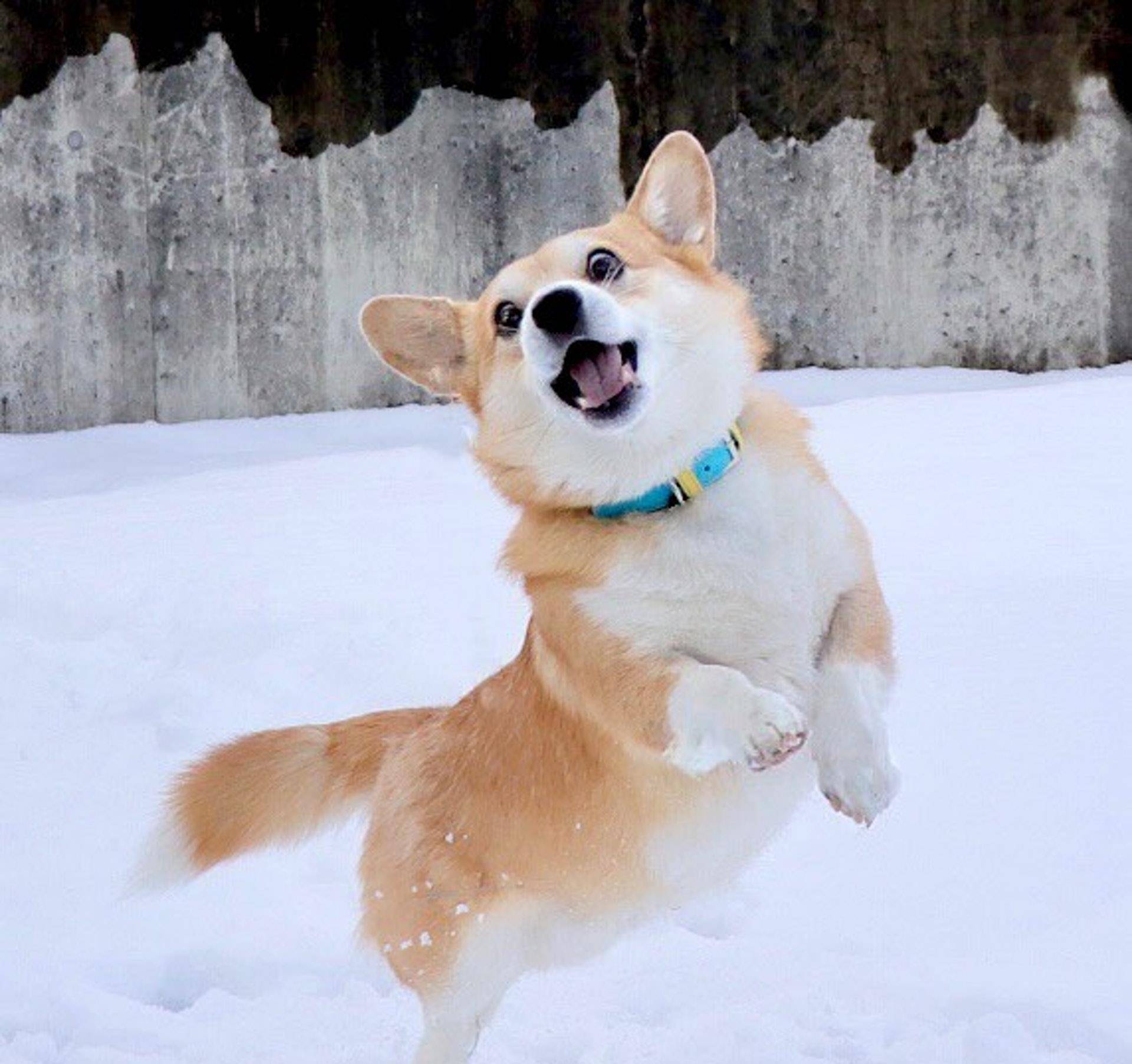 Gen|表情包柯基不敌病魔，5年来一直分享快乐！主人：开心送它离开