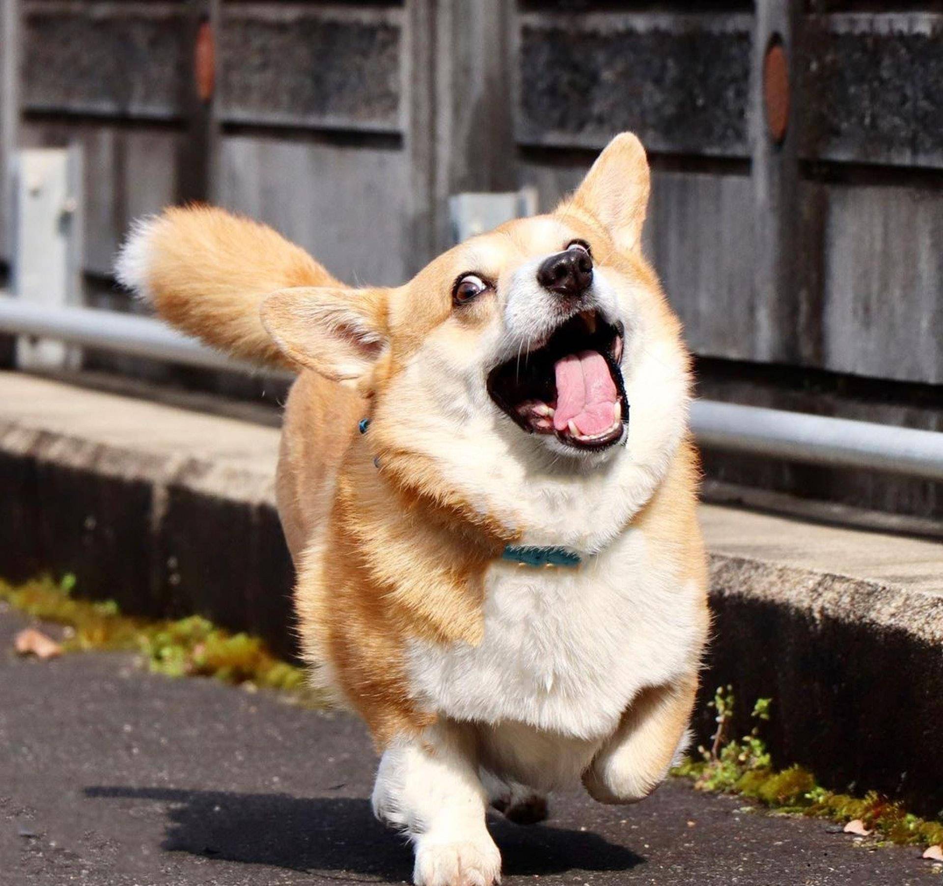 Gen|表情包柯基不敌病魔，5年来一直分享快乐！主人：开心送它离开