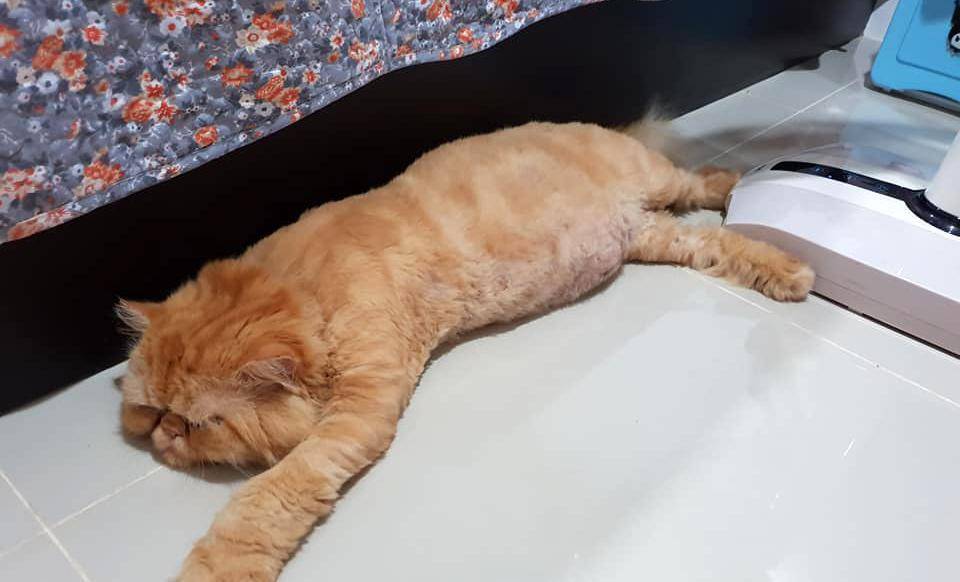 智商|谁说加菲猫智商低？其实它只是长得蠢，实际上聪明得要命！