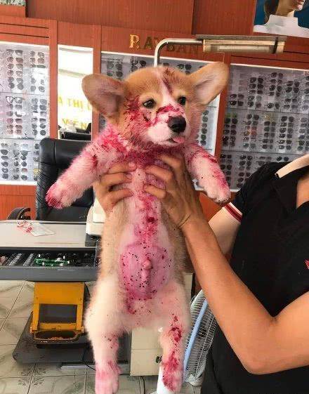 图片|网友目睹“火龙果的案发现场”,逮着狗子一顿大骂:你是不是欠收拾?