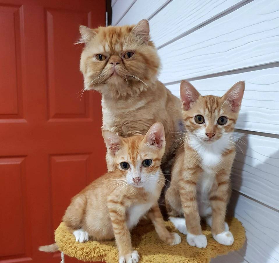 智商|谁说加菲猫智商低？其实它只是长得蠢，实际上聪明得要命！