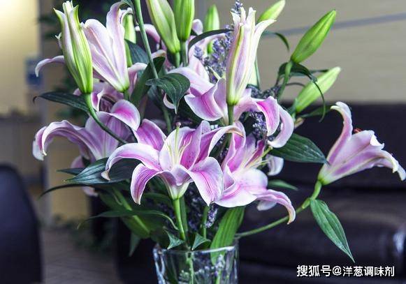 养百合很简单 做好 一剪 二包 三收藏 百合年年开花旺 种球