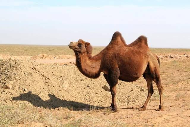 为什么人不能碰在沙漠中渴死的骆驼？