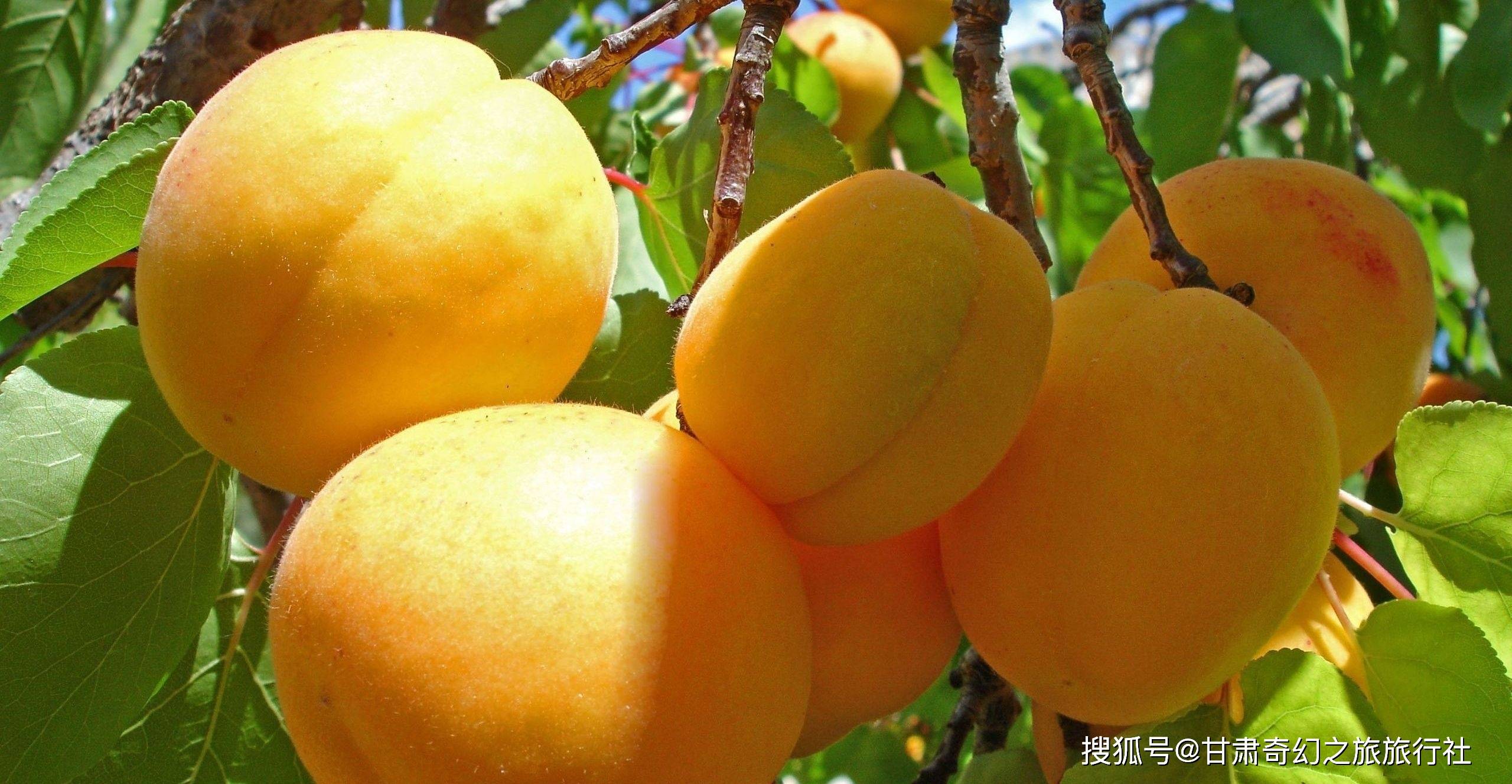 敦煌的特产_李广杏