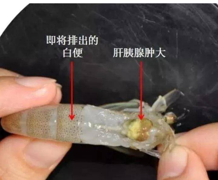 "烟花"走了,"弧菌"却来了!血压又高了!我们该怎么办呢?