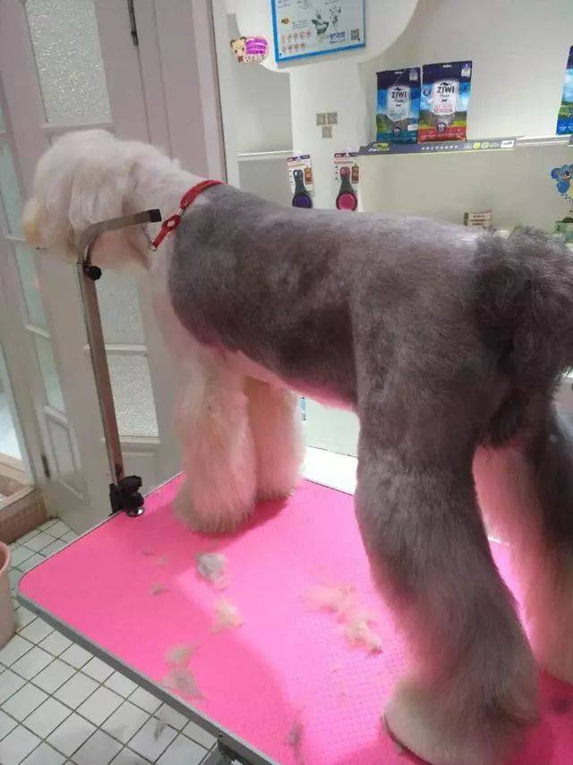 一位宠物美容师就吐槽帮一只古牧犬修毛竟然修了整整六个小时啊.