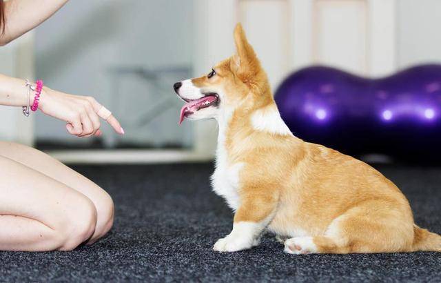 智商|如果你家狗狗有这5种表现,说明它很聪明,可别小瞧它了!