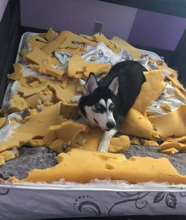 王莉|主人出差把二哈交给闺蜜照顾,一天后闺蜜发来照片:不想养狗了