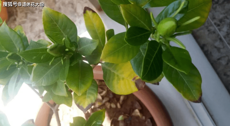 8月盆栽栀子花 4点打理到位 植株呼呼往外冒花苞 土壤