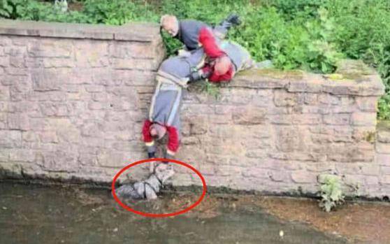 智商|3个大男人趴河岸边, 不是钓鱼, 而是钓哈士奇?