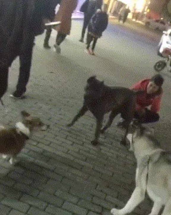 什么|二哈不断挑衅猛犬卡斯罗,旁边还有只柯基看热闹,结局出乎意料!