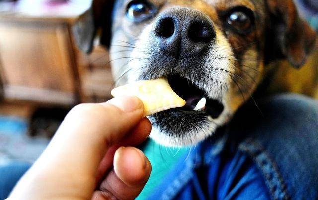 智商|如果你家狗狗有这5种表现,说明它很聪明,可别小瞧它了!