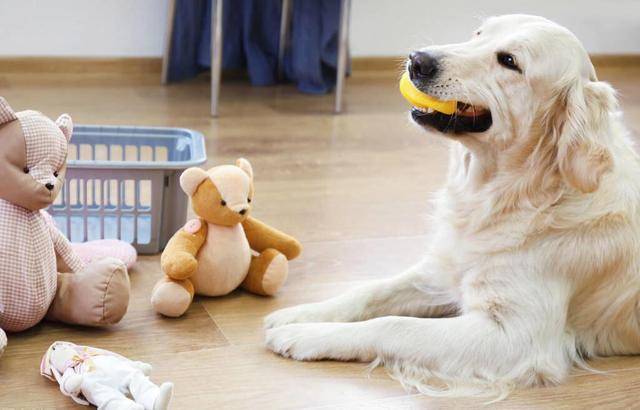 智商|如果你家狗狗有这5种表现,说明它很聪明,可别小瞧它了!