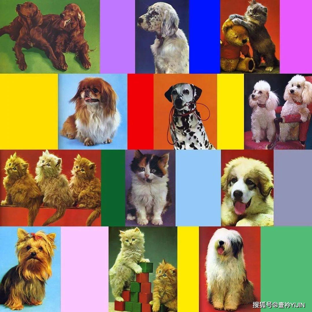 品牌|这年头，连狗都要做个时尚圈的「局外人」