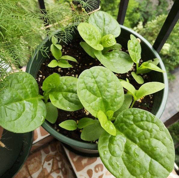 现在可种什么菜较好 2f2ea6ed3c4e43c58c3dc165f086f076.jpeg