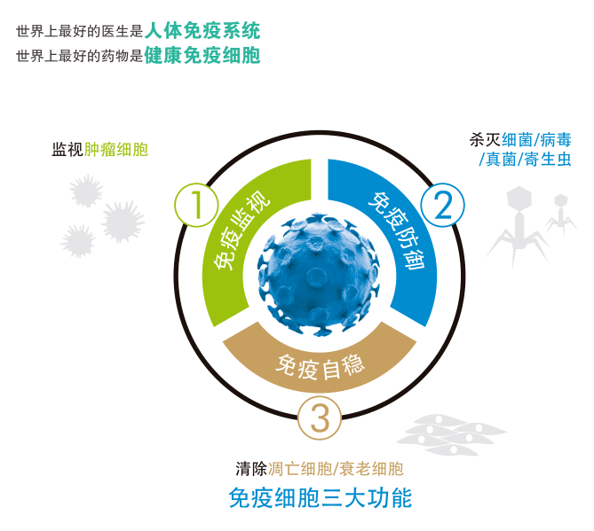 隨著年齡的增加,免疫系統衰退引起的免疫功能下降,容易引起各種疾病.