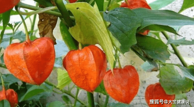 灯笼草图片及价格 56cf43197c4548b8b5008e74dc840426.png