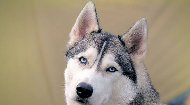 狗跟犬的区别视频 595386846dbd4de1ad8397797cc42e84.jpeg