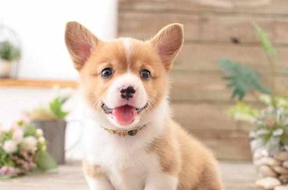 时间|日常饲养“柯基犬”的6大经验总结,拿走,不用客气!