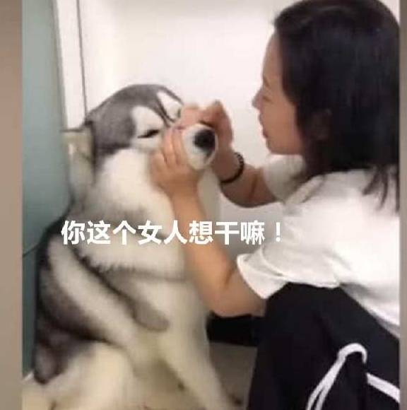 做法|二哈拆家主子管不了，女主人想奇招，二哈：这个疯女人告你骚扰！