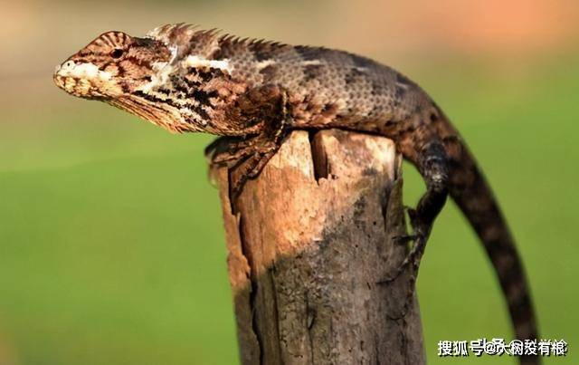 壁虎看世界 e8eaff2854cd4108beb7972f4770d5df.jpeg