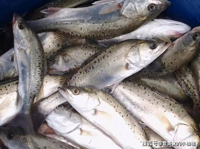 眼睛|买鲈鱼，别只知道挑大的！碰到这3种要懂得避开，搞清再买不上当
