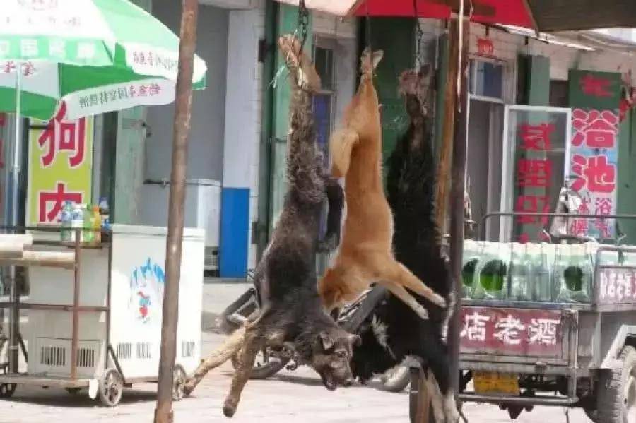 狗狗被倒掛在木棍上, 狗販子街頭叫賣狗肉, 路上行人卻習以為常! 萌趣萌寵 第3张