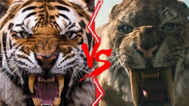 东北虎vs剑齿虎谁的战斗力更强最终结果竟然是三七开