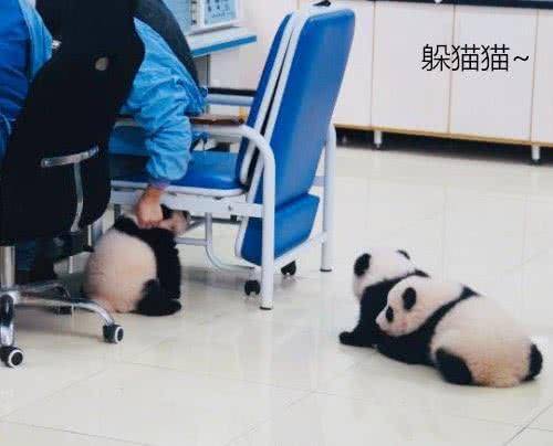 飼養員工作時, 大熊貓跑去搗亂, 網友: 這貨絕對知道自己是國寶 萌趣萌寵 第1张
