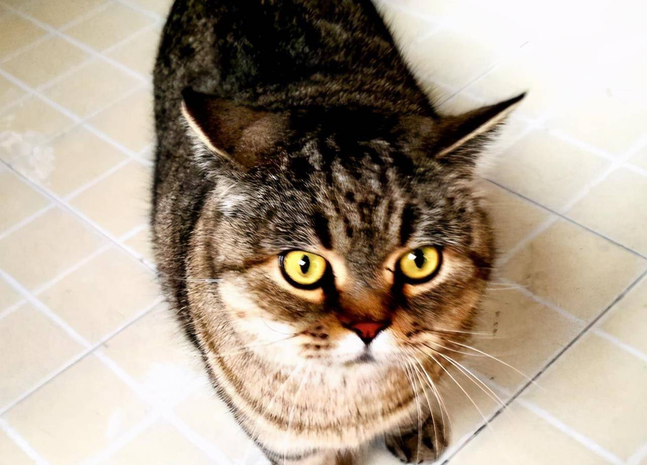 严重|狸花猫掉毛严重吗？狸花猫掉毛严重怎么办