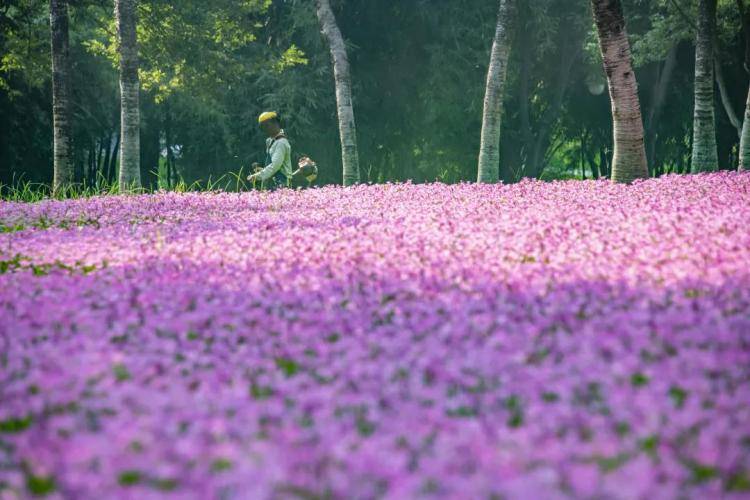 深圳8月花历 随着花开的脚步 奏响公园里的 夏日狂想曲 栽培