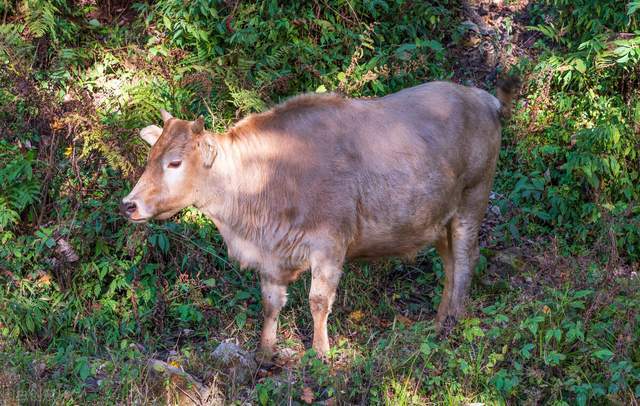 在云南贡山这个地方,依山傍水,独龙牛就生活在这里,它们一般以半野生