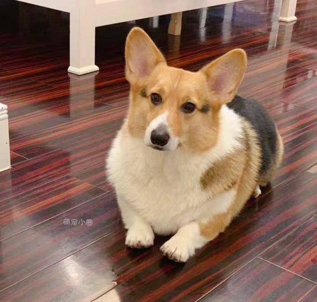 精力|泰迪和柯基相比，谁更适合家养？5个原因让柯基更占优势