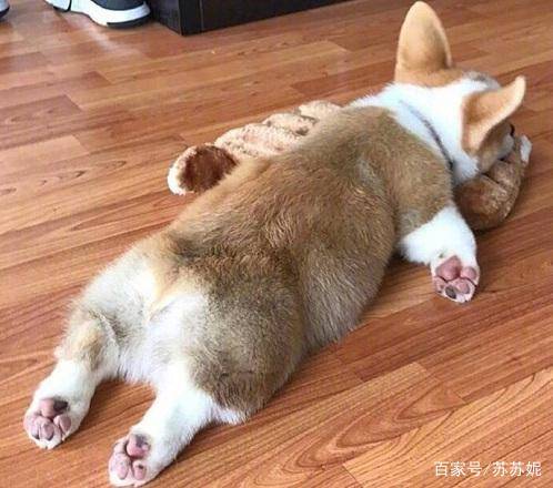 因为|萌萌哒的小短腿柯基要不要来一只回家养着呢？