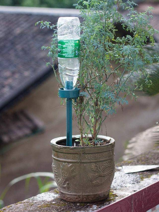 冬季浇水要 管住手 小心植物 发脾气 第二天就枯萎 时候