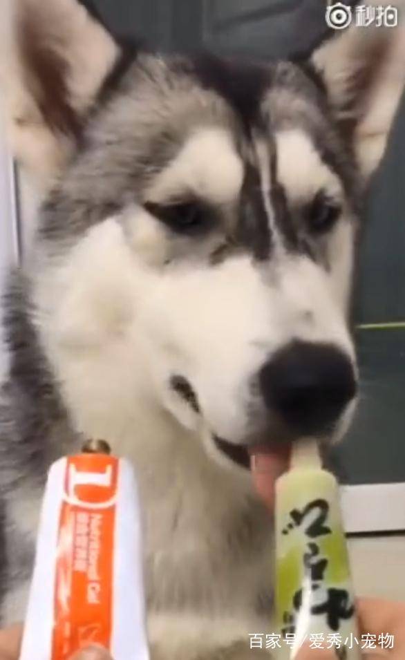 宠物|哈士奇和二哈的区别，网友：它们不是一种生物吗？