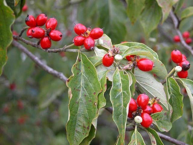 原創茱萸吃火鍋最常見養在家裡也絕美好看紅果子可真喜慶