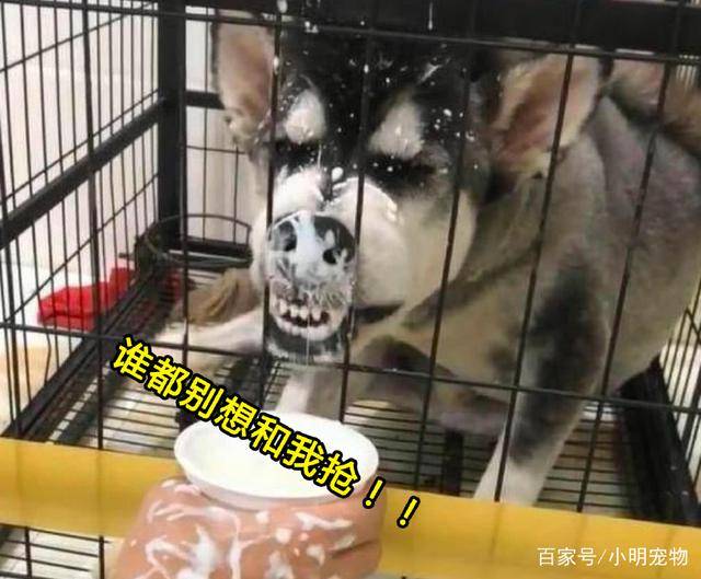 纯种|二哈被关在笼子里闷闷不乐，主人拿来酸奶，下一秒画风突变