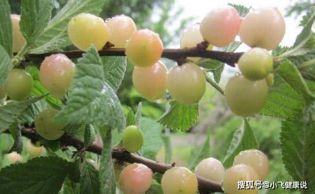 白玉|立秋后，每晚当零食吃一把，祛除雀斑，女人不想满脸皱纹可以试试