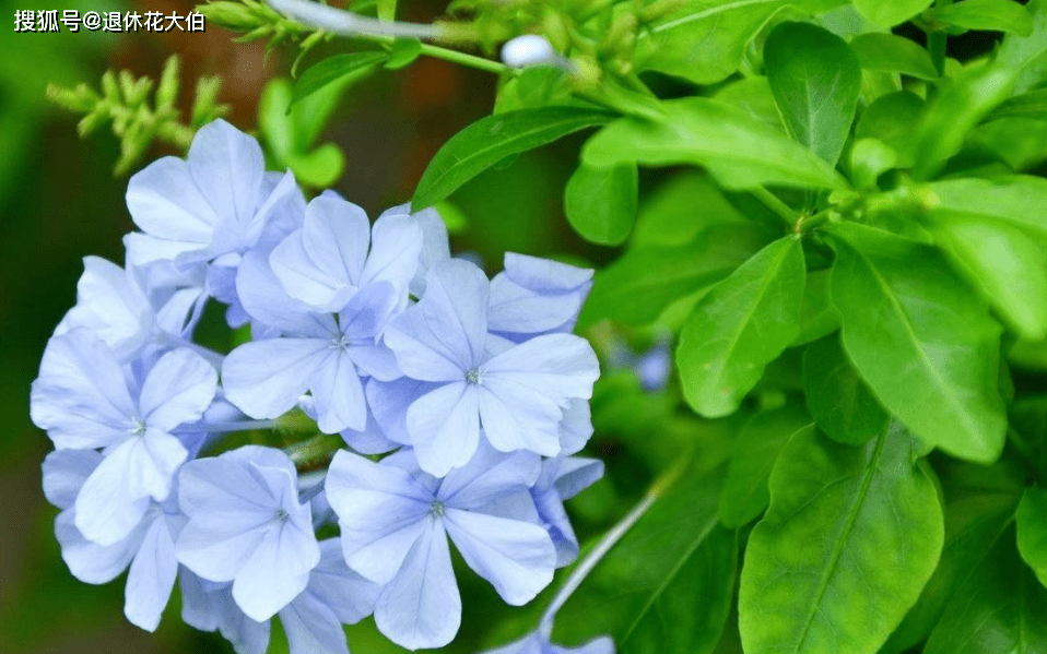 夏秋养花赏花就盆栽蓝雪花 花色清凉 花开持久 量多又个大 土壤