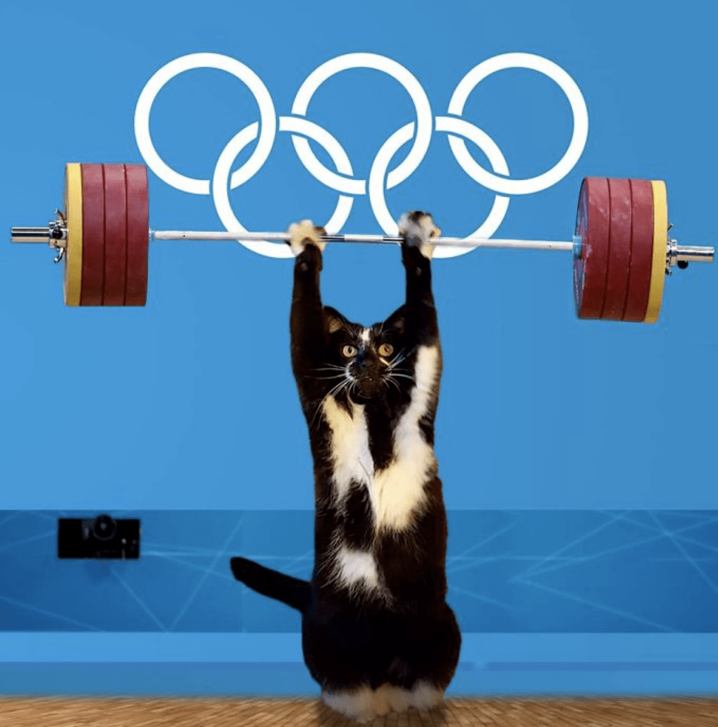 原创假如猫咪参加了奥运会这一定是不可不看的体育盛事