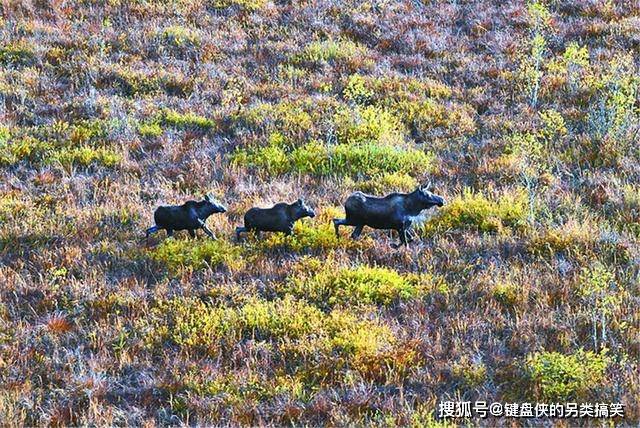 大兴安岭发现驼鹿争偶，小兽在一旁观看，母兽生育前狠心赶走幼崽