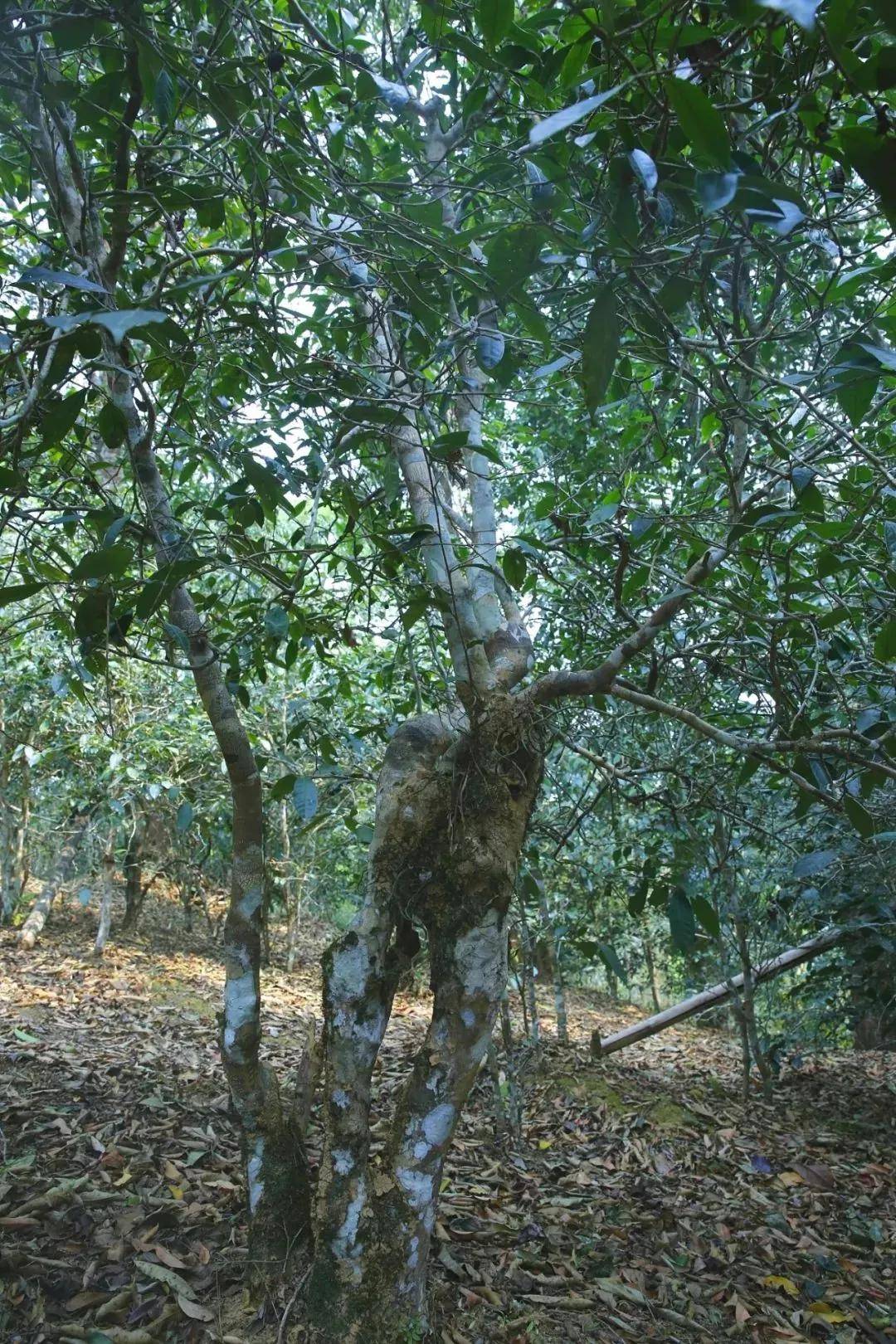 干货分享说说古六大茶山之蛮砖古茶山你不知道的故事一